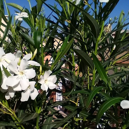Il Terrazzo Di Oleandri *